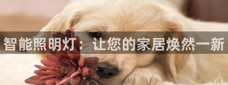 云顶国际的网址是多少